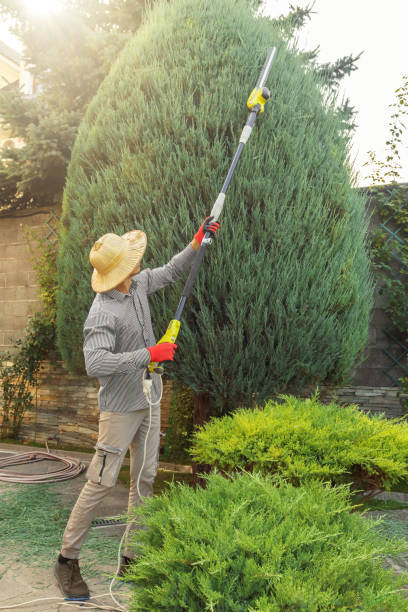 Best Tree Disease Treatment  in USA